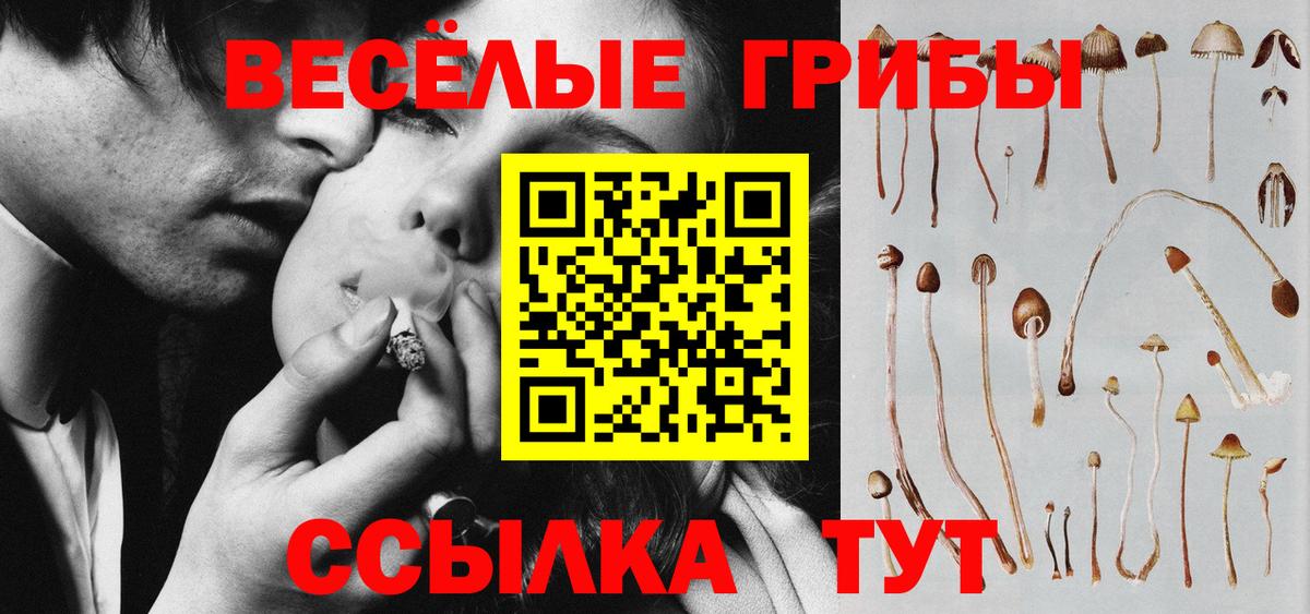 Галлюциногенные грибы Psilocybine cubensis Томск